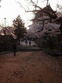 Bare trees in park