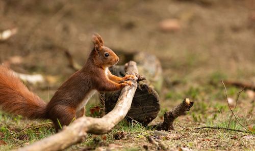 Close-up of squirrel on rock