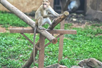 Monkey sitting on tree