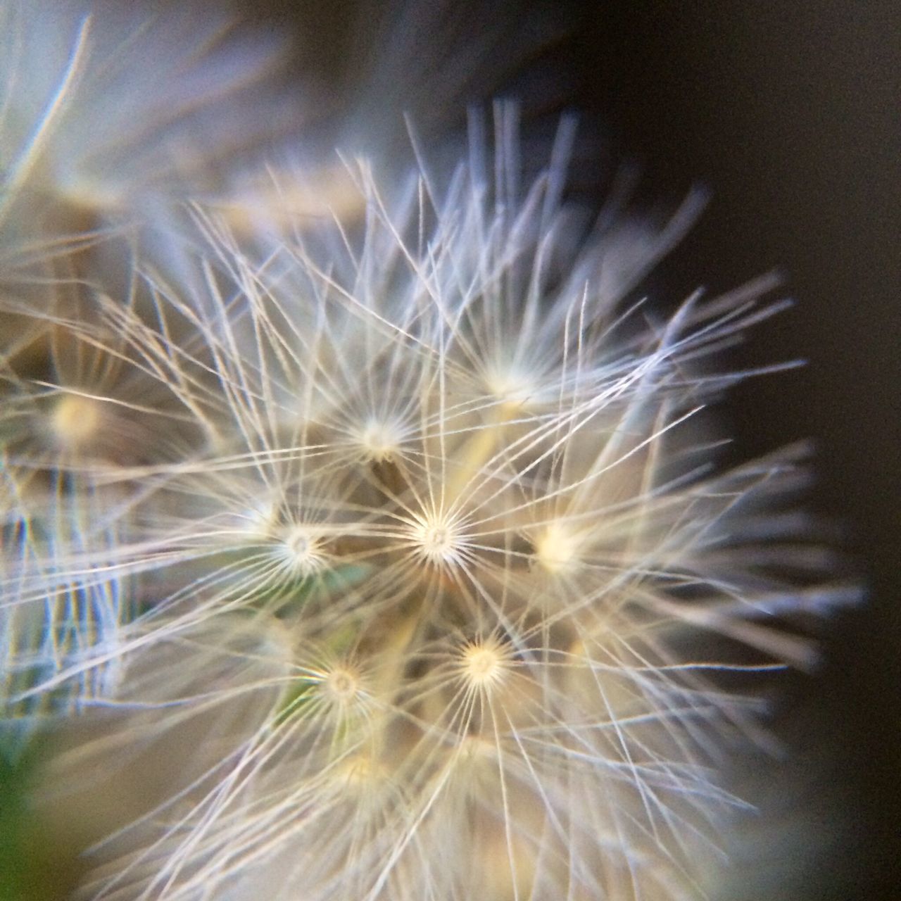 flower, dandelion, fragility, flower head, growth, freshness, beauty in nature, nature, close-up, single flower, softness, plant, uncultivated, wildflower, dandelion seed, focus on foreground, white color, no people, botany, petal