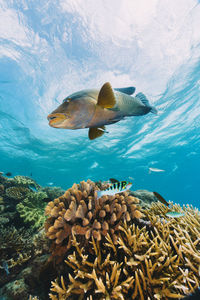 Cheilinus undulatus, maori wrasse humphead fish in australia