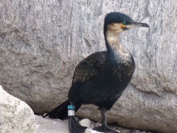 Close-up of bird perching on rock