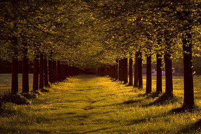 Footpath amidst trees during autumn