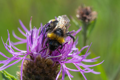 Macro shot of a bumblebee pollinating a common knapweed flower