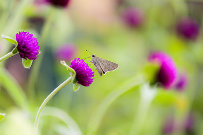 Close-up of butterfly pollinating on pink flower