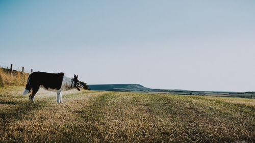 Horses on a field