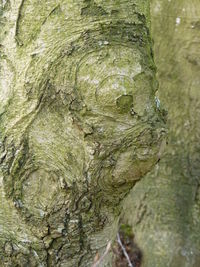 Full frame shot of tree trunk