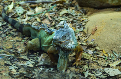 High angle view of lizard on land