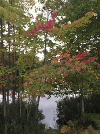 Reflection of trees in lake against sky