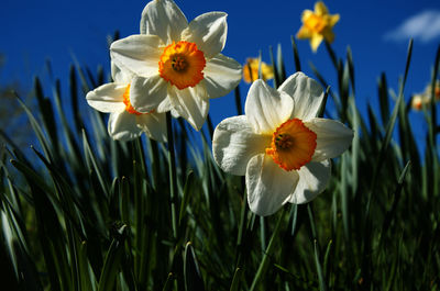 Close-up of white daffodil flowers in field against sky 