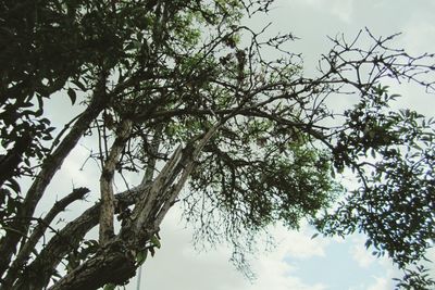 Low angle view of tree against sky