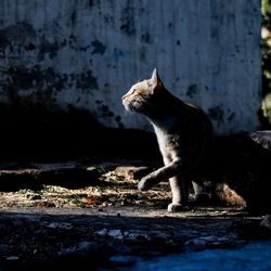 Side view of a cat looking away