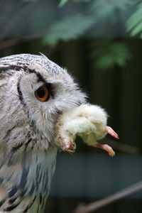 Close-up of owl