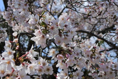 Close-up of cherry blossom