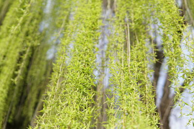 Close-up of crops growing on field