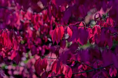 Close-up of pink bougainvillea flowers