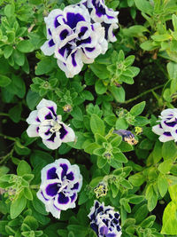 Close-up of purple flowering plants