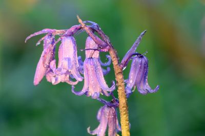 Water drops on flowers against blurred background