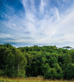 Plants growing on land against sky