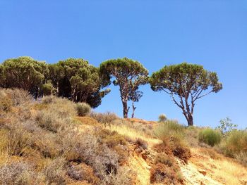 Trees on landscape against clear blue sky