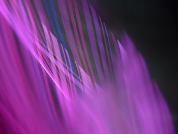 Close-up of pink flower over sea