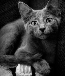 Close-up portrait of a cat