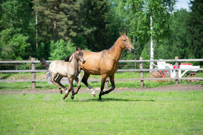 Horses running in ranch