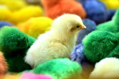 Close-up of  colorful chicks