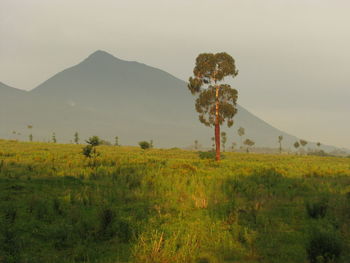 Scenic view of tree growing on grassy field against sky