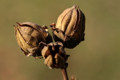 Close-up of dry leaves on plant