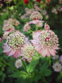 Close-up of flowers blooming outdoors