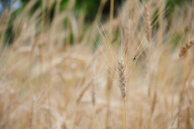 Close-up of wheat growing on field