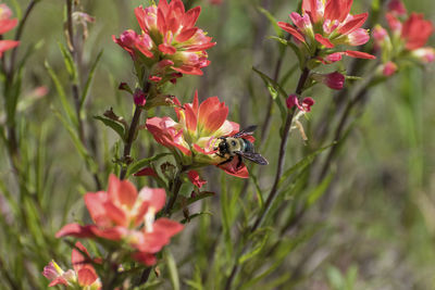 Close-up of red flower