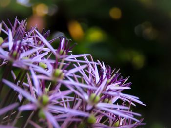 Close-up of allium flower growing outdoors