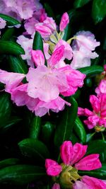 Close-up of pink flowers