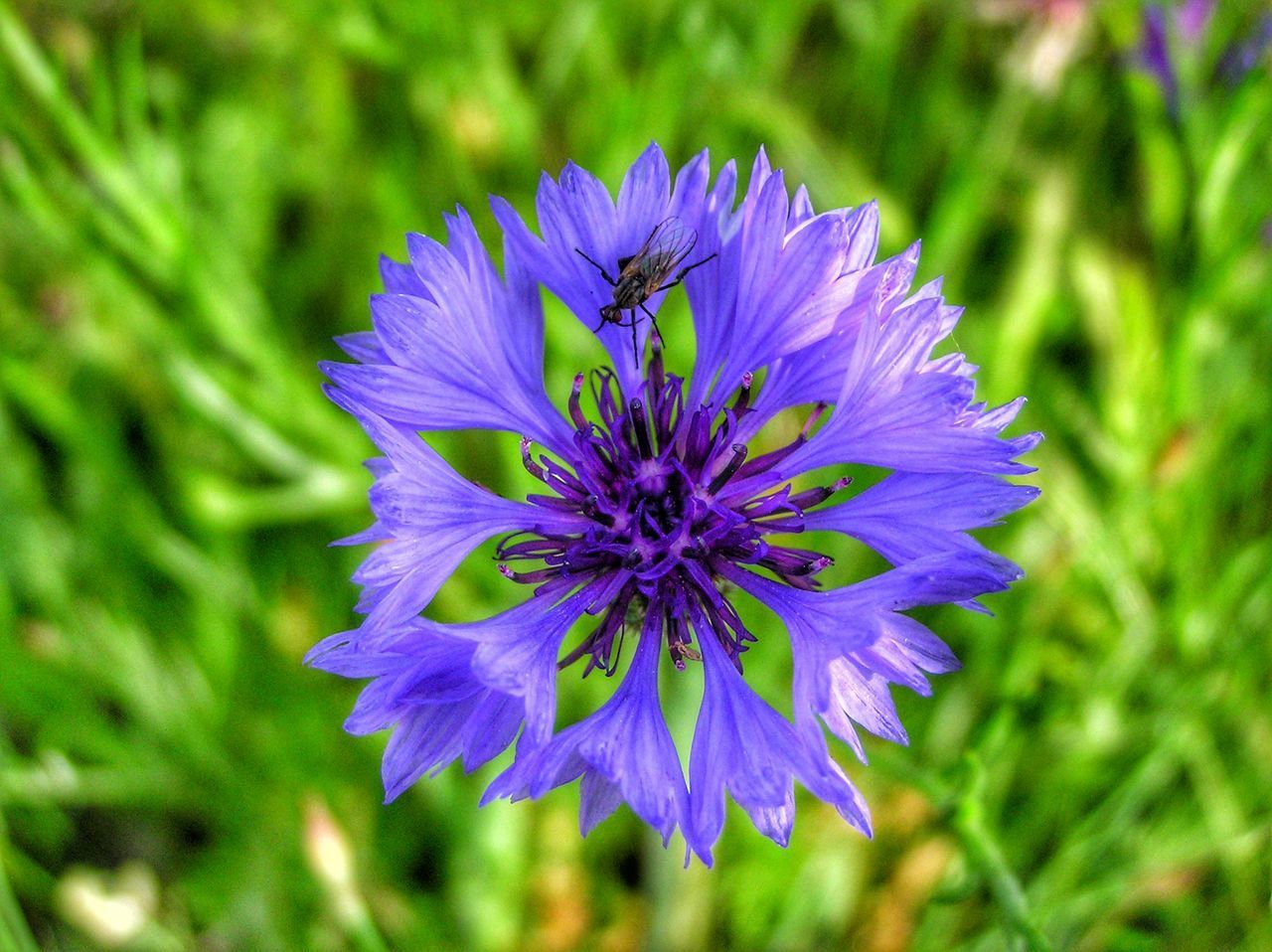 BLUE FLOWER BLOOMING OUTDOORS