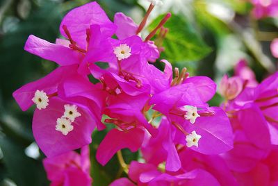 Close-up of pink orchids