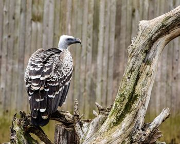 Close-up of bird perching on tree