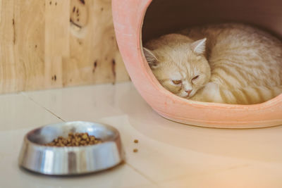 Cat sleeping on table