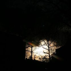 Silhouette of bare trees at night