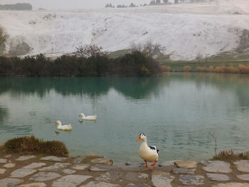 Swans swimming in lake