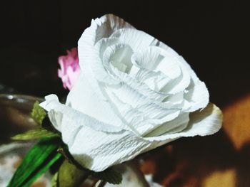 Close-up of white rose