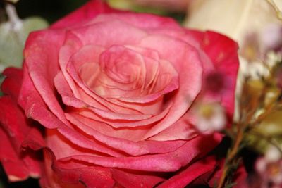 Close-up of pink rose