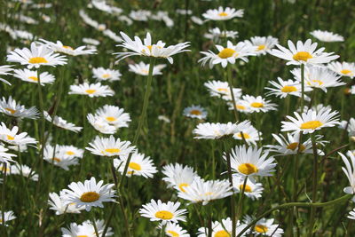 Close-up of white daisy flowers on field