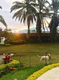 Flowers in park against sky during sunset