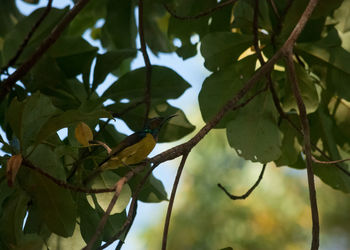 Low angle view of bird perching on tree against sky