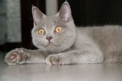 Portrait of cat relaxing on floor