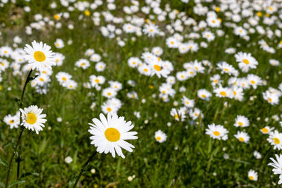 Close-up of white daisy flowers