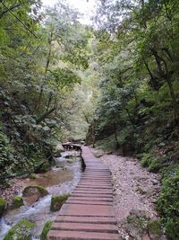 Boardwalk amidst trees in forest