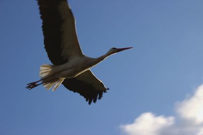 Low angle view of bird flying against blue sky